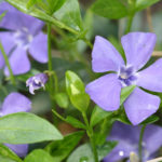 Types and Varieties of Garden Vinca