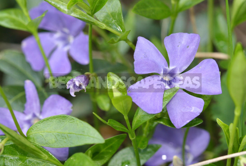 Types and Varieties of Garden Vinca - Best Landscape Ideas