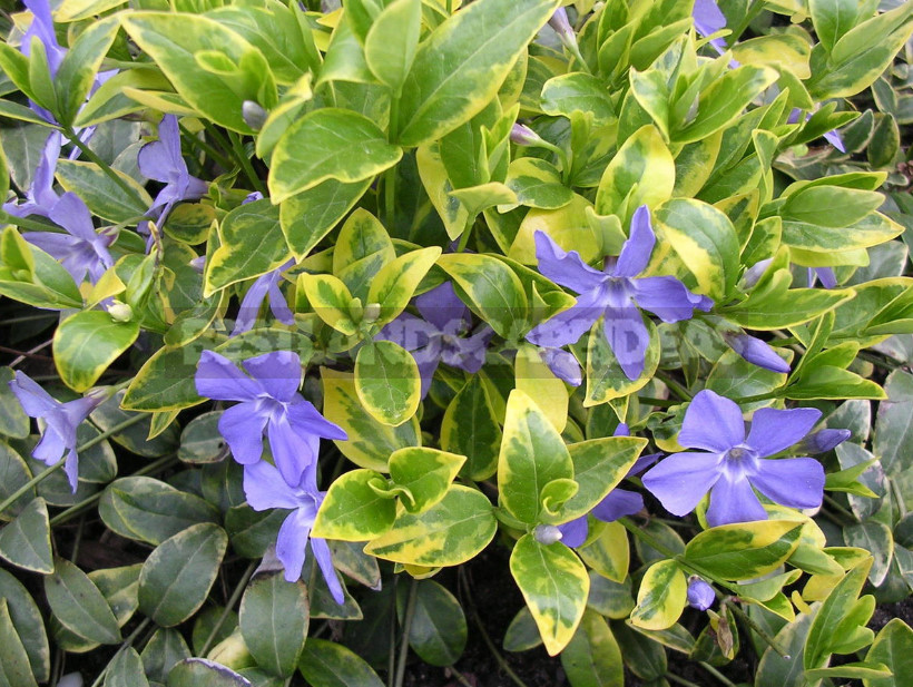 Types and Varieties of Garden Vinca