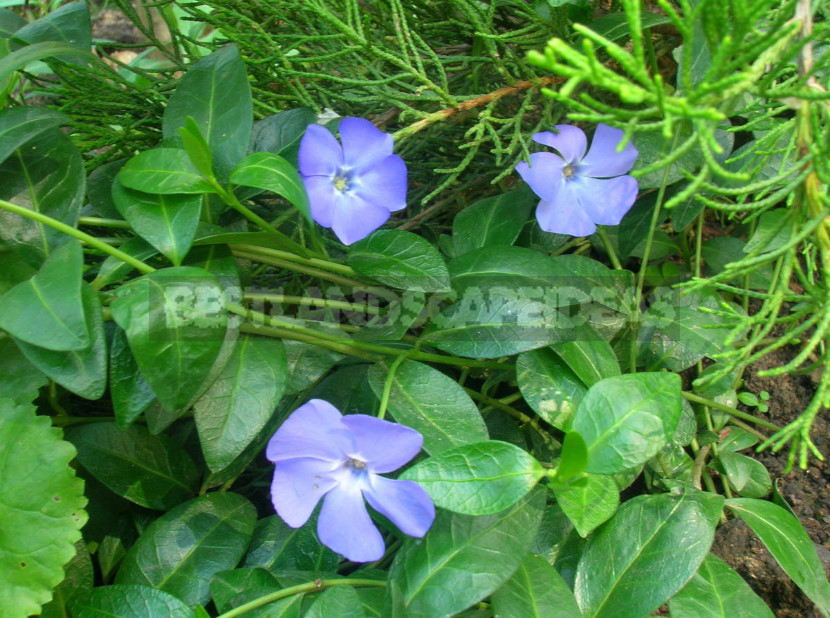 Types and Varieties of Garden Vinca