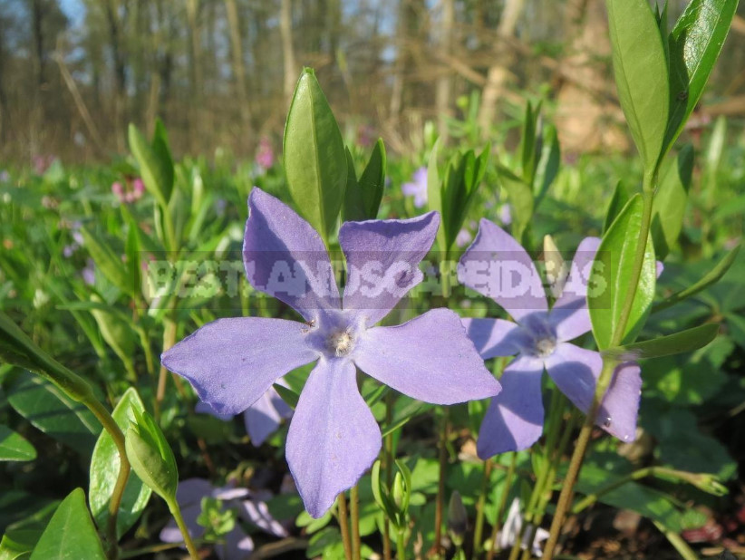 Types and Varieties of Garden Vinca