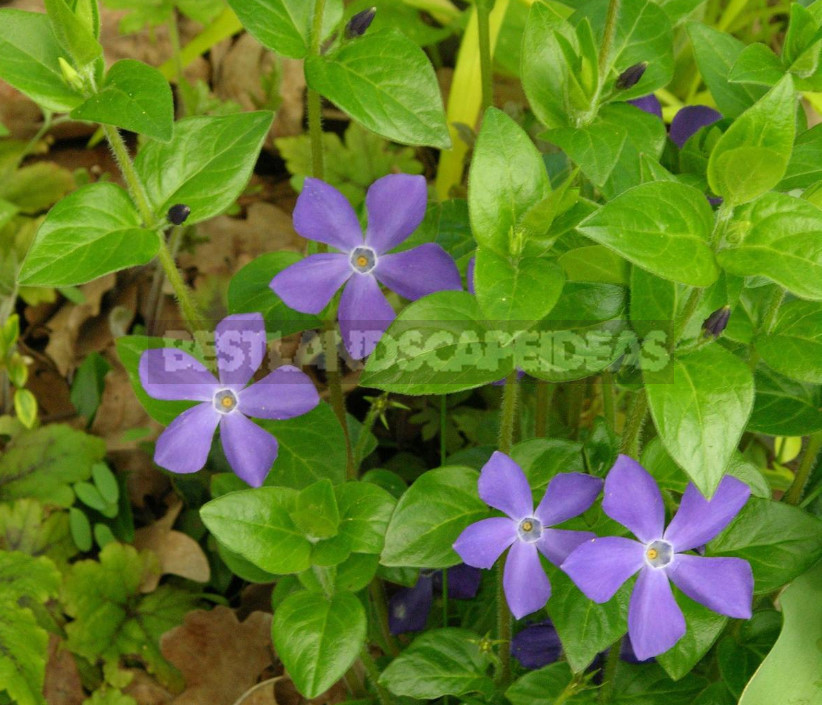 Types and Varieties of Garden Vinca