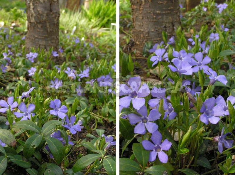 Types and Varieties of Garden Vinca