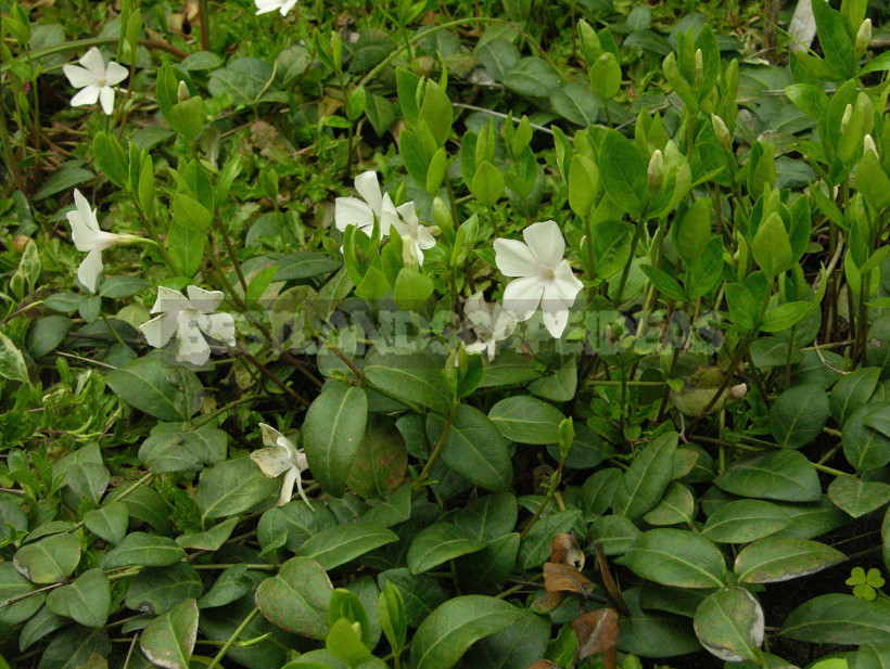 Types and Varieties of Garden Vinca