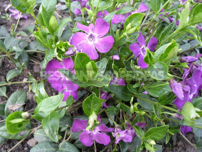 Types and Varieties of Garden Vinca