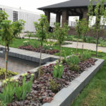 Unique Trees and Shrubs on Your Garden Plot