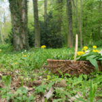 What Medicinal Plants are Harvested in May (Part 2)
