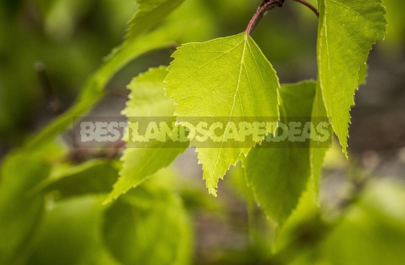 What Medicinal Plants are Harvested in May (Part 1)