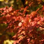 Seasonal Work in the Garden: End of October – Beginning of November
