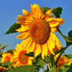 How To Plant And Care For Sunflower