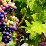 Grapes are the Berry of Life