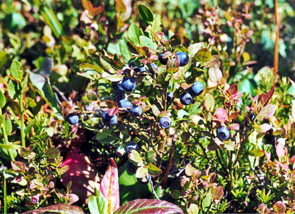 How To Plant And Care For Blueberry