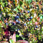 How To Plant And Care For Blueberry
