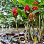 How To Plant And Care For Ginger