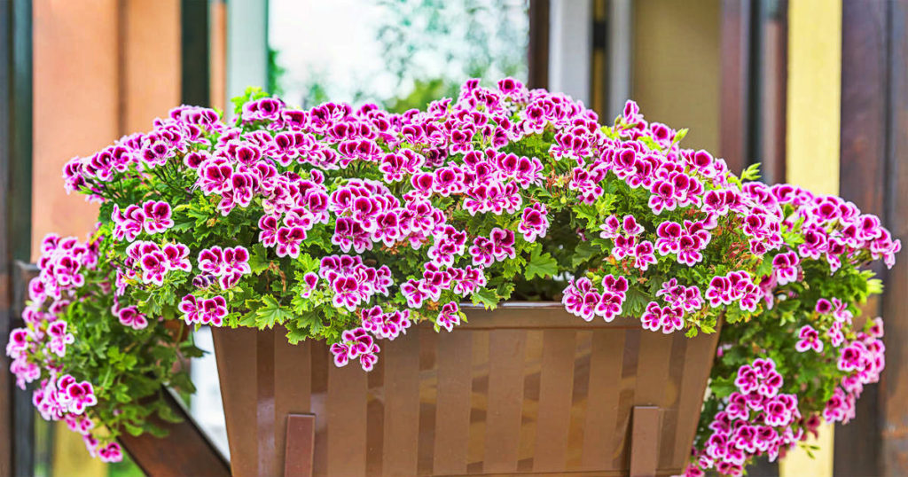 How To Plant And Care For Pelargonium