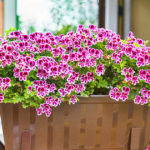 How To Plant And Care For Pelargonium