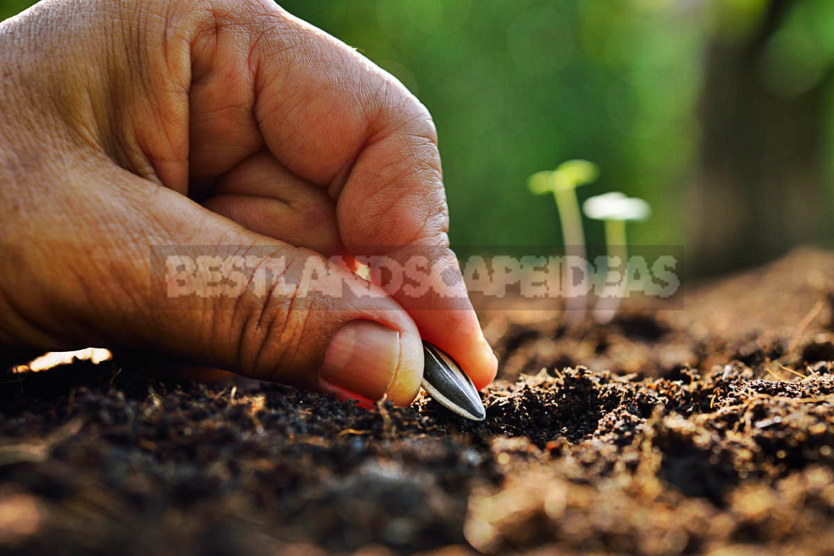 How To Plant And Care For Sunflower