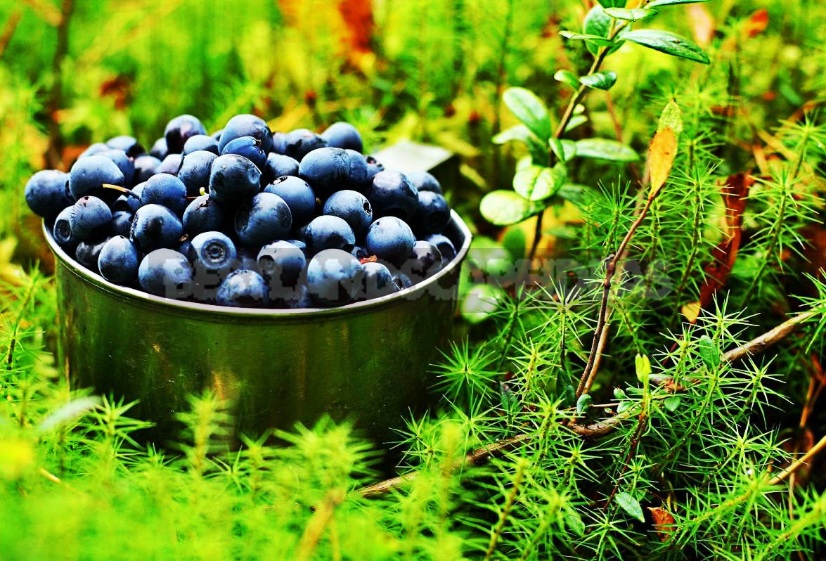 How To Plant And Care For Blueberry