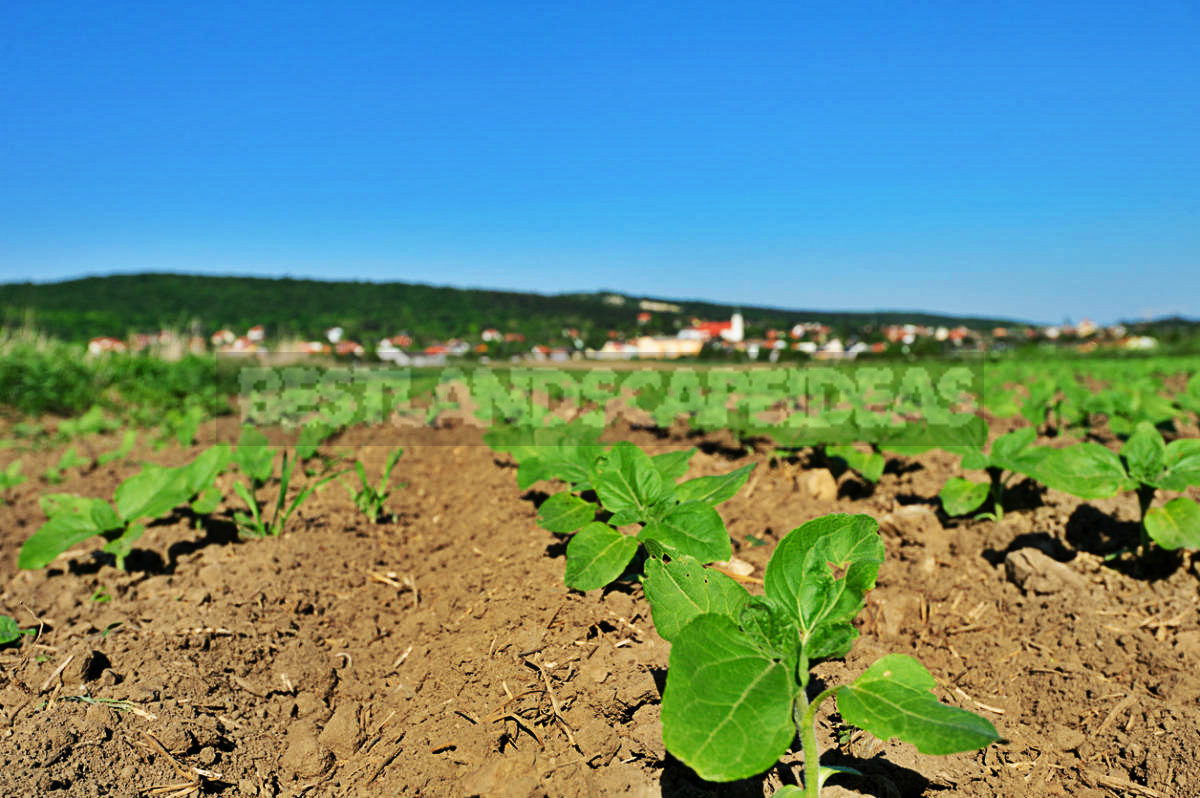 How To Plant And Care For Sunflower