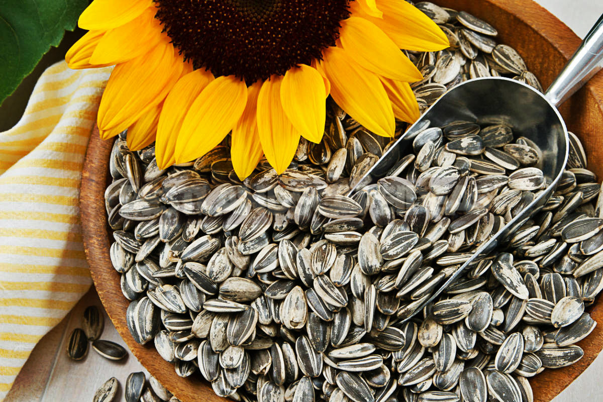 How To Plant And Care For Sunflower