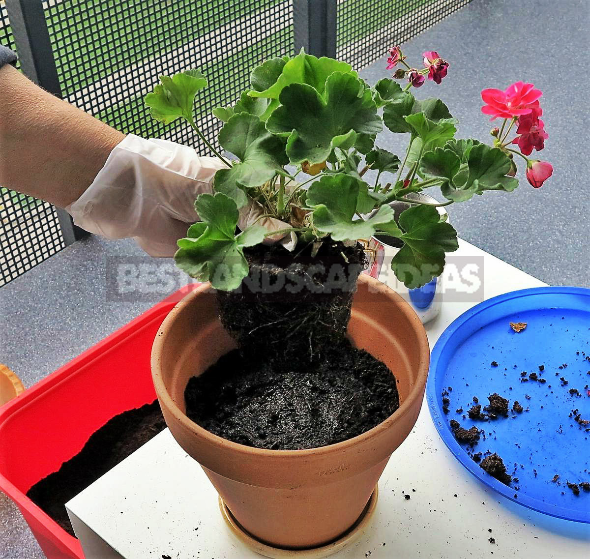 How To Plant And Care For Pelargonium