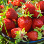 5 Fertilizing for Strawberries Garden – And the Harvest is Guaranteed