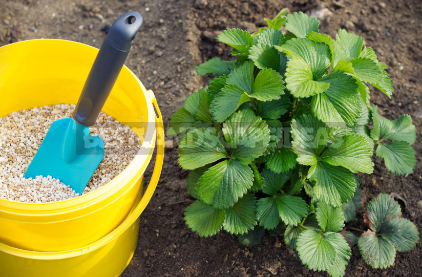 5 Fertilizing for Strawberries Garden - And the Harvest is Guaranteed