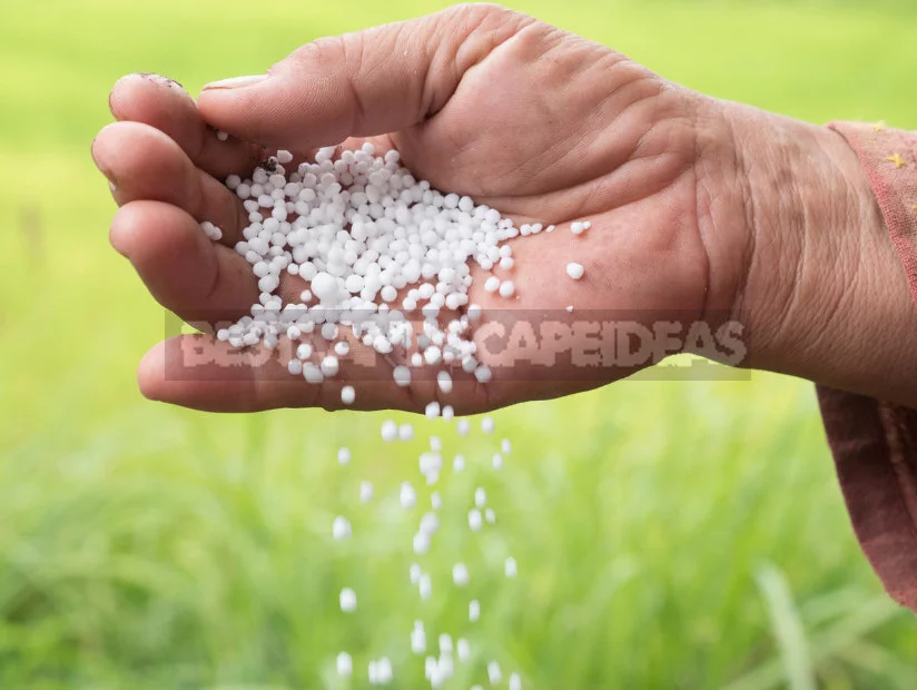 5 Fertilizing for Strawberries Garden - And the Harvest is Guaranteed