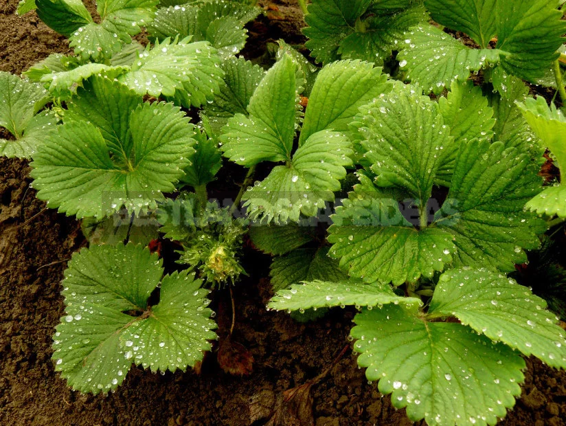 5 Fertilizing for Strawberries Garden - And the Harvest is Guaranteed