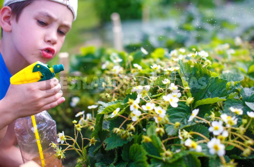 5 Fertilizing for Strawberries Garden - And the Harvest is Guaranteed