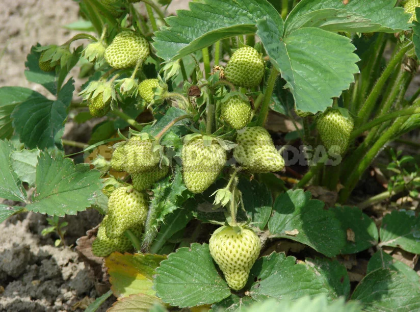 5 Fertilizing for Strawberries Garden - And the Harvest is Guaranteed