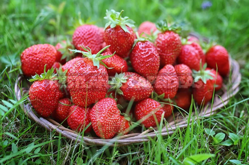 5 Fertilizing for Strawberries Garden - And the Harvest is Guaranteed