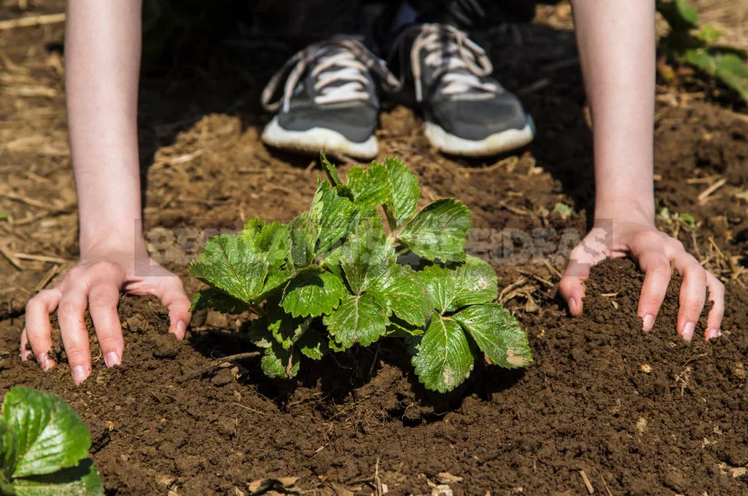 5 Fertilizing for Strawberries Garden - And the Harvest is Guaranteed
