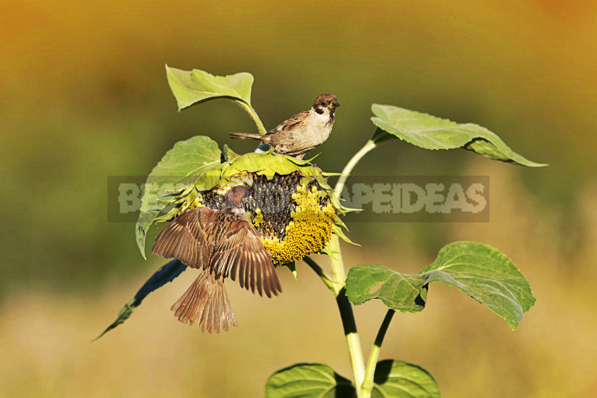 How To Plant And Care For Sunflower