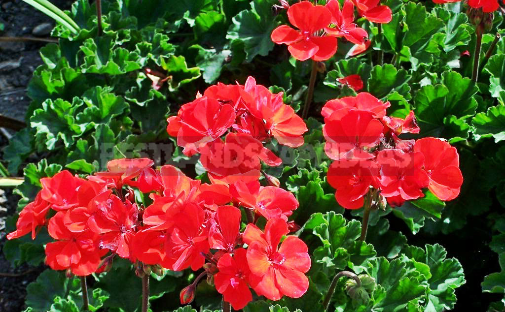 How To Plant And Care For Pelargonium