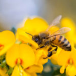 Allergy to Insect Bites: What is Dangerous and How to Help the Victim