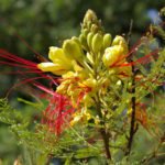 Appearance Can Be Deceptive: Charming Plants With an Unpleasant Smell
