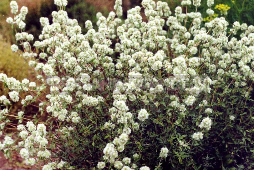 Appearance Can Be Deceptive: Charming Plants With an Unpleasant Smell