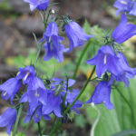 Features of Growing Campanula