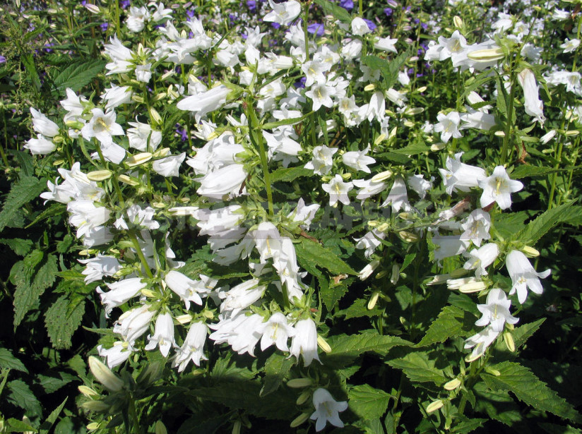 Features of Growing Campanula