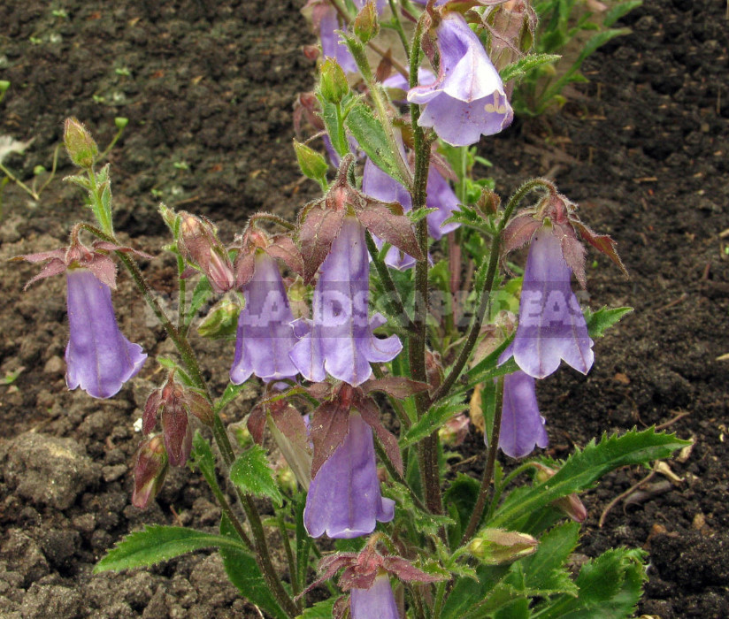 Features of Growing Campanula