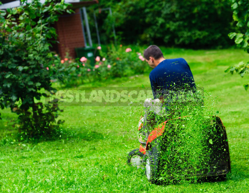 Lawn Mowers: History and Modernity, Types and Features