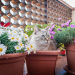 Cats in the Garden: How to Protect the Beds