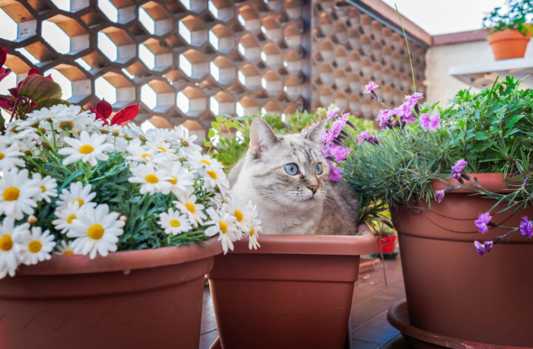 Cats in the Garden: How to Protect the Beds - Best Landscape Ideas