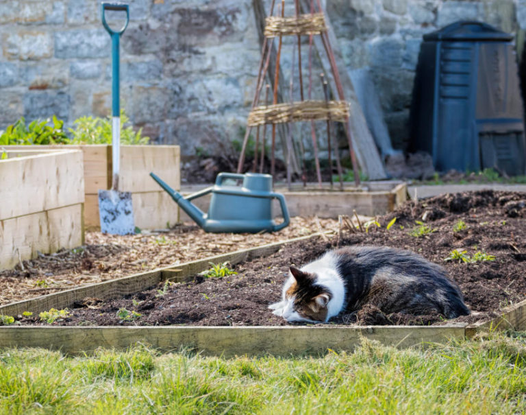 Cats in the Garden How to Protect the Beds Best Landscape Ideas