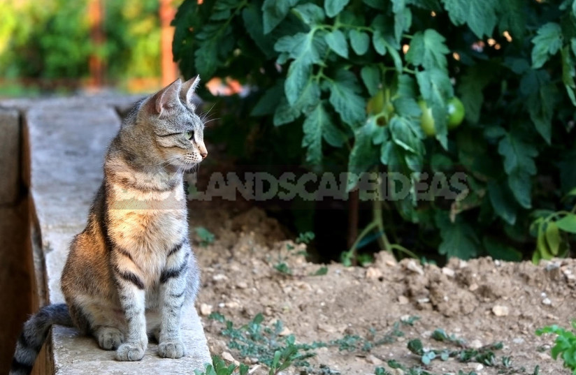 Cats in the Garden: How to Protect the Beds