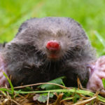 How to Get Rid of Moles: From Absurd to Really Useful Ways (Part 1)