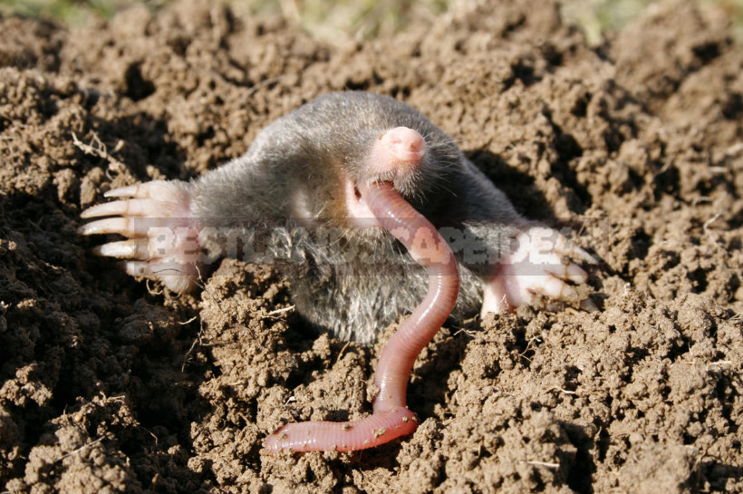 How to Get Rid of Moles: From Absurd to Really Useful Ways (Part 2)