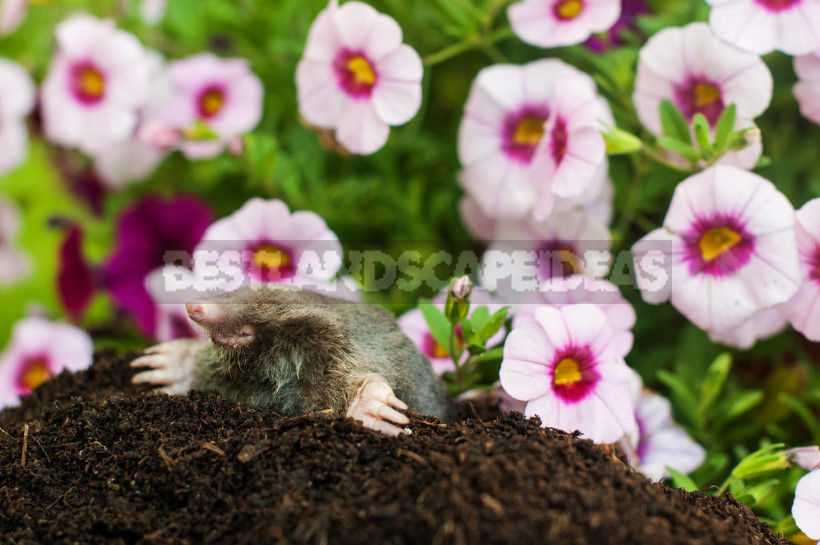 How to Get Rid of Moles: From Absurd to Really Useful Ways (Part 2)