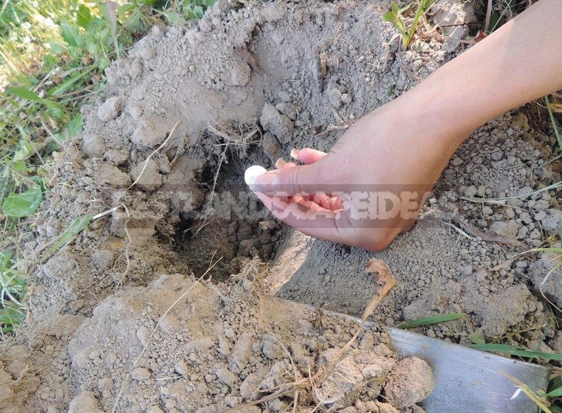How to Get Rid of Moles: From Absurd to Really Useful Ways (Part 1)
